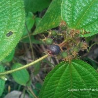 Miconia crenata (Vahl) Michelang.